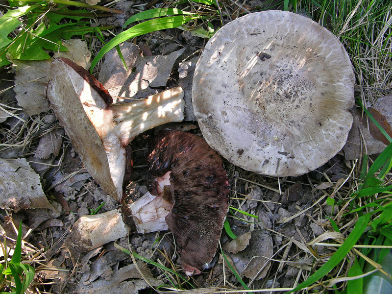 Agaricus sp. da determinare.